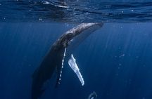 Shared Whale Expedition