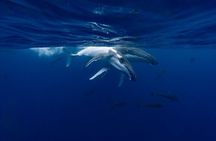 Shared Whale Expedition