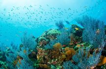 Private Guided Snorkeling Experience in Cabo Pulmo