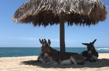 Private Surf Lesson in Baja, East Cape
