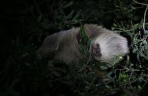 Guided Night Walk & Wildlife Spotting in Monteverde