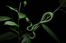 Guided Night Walk & Wildlife Spotting in Monteverde