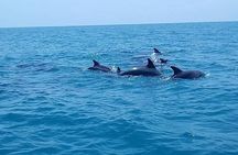 Mnemba Island Snorkeling and Swim with Dolphin