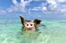 Swimming Pigs with pickup: Pigs can't fly, but they do Swim! 
