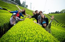 Half Day Nara and Matcha Farm Private Van Tour
