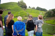 Half Day Nara and Matcha Farm Private Van Tour