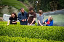 Half Day Nara and Matcha Farm Private Van Tour