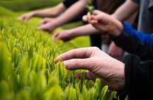 Half Day Nara and Matcha Farm Private Van Tour