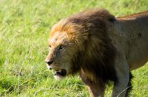 Nairobi National Park Half Day Tour with Landcruiser with Pickup
