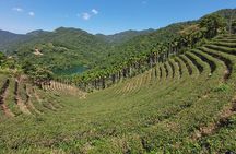 Thousand Island Lake and Pinglin Tea Plantation from Taipei