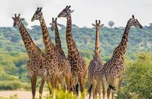 Nairobi National Park half-Day Tour; Free wifi Connection