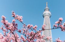 Tokyo | Fully Personalized Private Day Tour with Certified Guide