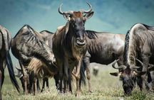 4 Days Safari Tour at Tarangire, Serengeti and Ngorongoro Crater
