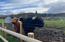 Edinburgh: The Kelpies, Stirling Castle, Loch Lomond & Trossachs
