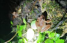 Night tour, nature walk in the forest