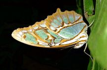 The night hike in the Monteverde Forest
