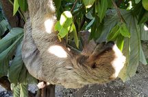 Roatan Excursion, Monkey and Sloth with Chocolate and Rum Tasting