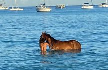 Private Group Scenic Tour in Barbados 