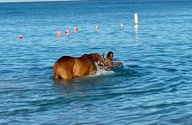 Private Group Scenic Tour in Barbados 