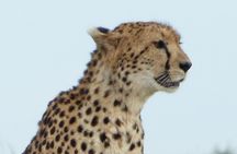 Maasai Mara and Great Rift Valley Lakes