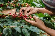 Coffee Farm Tour (Fairview)
