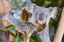 Newcastle: Animal Lovers Tour - Kangaroos, Dolphins & more!