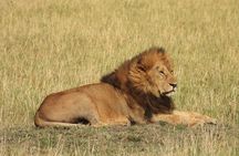 4 Days Lake Nakuru and Masai Mara Safari