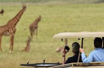 Akagera National Park 1 day Safari Experience