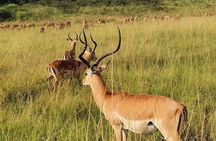 Akagera National Park 1 day Safari Experience