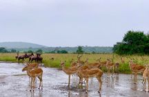 Akagera National Park 1 day Safari Experience