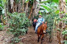 Punta Cana: Samana El Limón: Waterfall Tour with Lunch