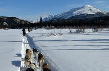 Winter Dog Sledding in Fairbanks