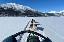 Winter Dog Sledding in Fairbanks