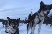 Winter Dog Sledding in Fairbanks