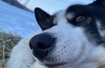 Winter Dog Sledding in Fairbanks