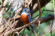 Private Wildlife Tour in Avellanas Beach