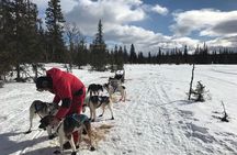Dogsledding in the Heart of Alaska