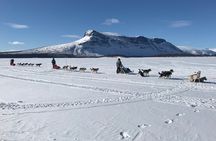 Dogsledding in the Heart of Alaska