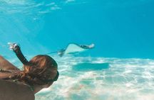 Grand Cayman 3-Stop Snorkel Adventure: Stingray City & Reefs Tour