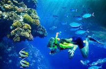 Molokini and Turtle Arches Snorkeling Trip from Ma'alaea Harbor