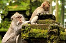Bali: Monkey Forest, Rice Terrace and Ubud Market Guided Tour