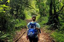 Mount Kilimanjaro Day Hike Up to Mandara Hut