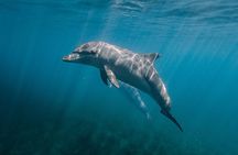 Dolphin House Reef Snorkeling Trip With Transport – Marsa Alam