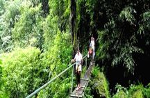 Jungle Trekking Day Tour