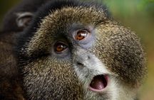 One Day Golden Monkeys Trekking and Iby'iwacu Cultural Village 