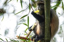 One Day Golden Monkeys Trekking and Iby'iwacu Cultural Village 