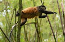 One Day Golden Monkeys Trekking and Iby'iwacu Cultural Village 