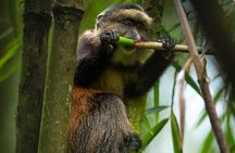 One Day Golden Monkeys Trekking and Iby'iwacu Cultural Village 