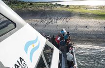Martillo Island: Boat Trip to the Penguin Colony & Beagle Channel