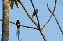 Half-Day Shared Tour to The Quetzal Birdwatching from Coban